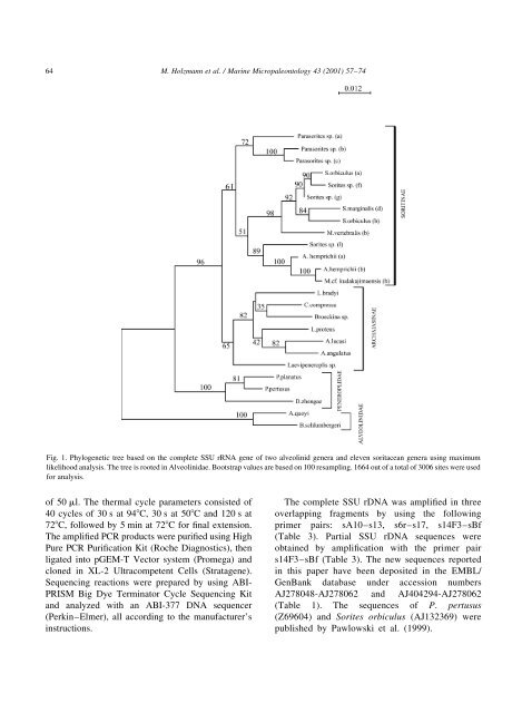 Molecular phylogeny of large miliolid foraminifera - University of ...