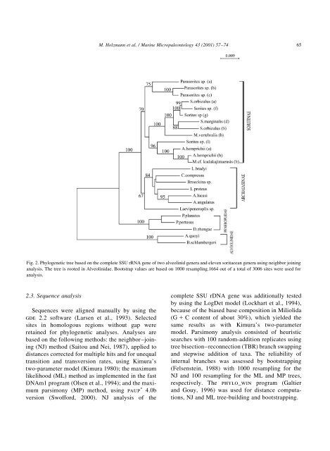 Molecular phylogeny of large miliolid foraminifera - University of ...
