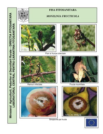 FISA FITOSANITARA MONILINIA FRUCTICOLA Ministerul ... - MADR