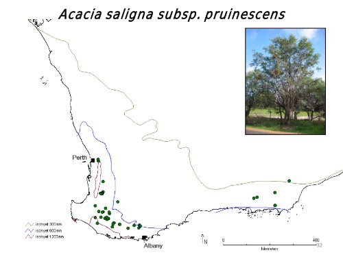 Acacia saligna - Infor