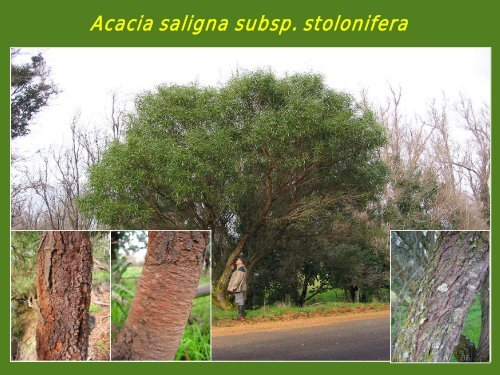 Acacia saligna - Infor