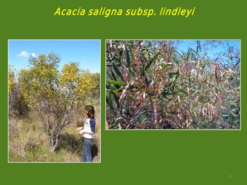 Acacia saligna - Infor