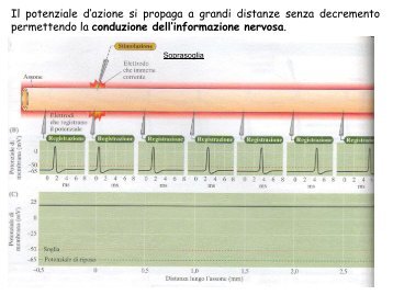 Propagazione potenziale d'azione