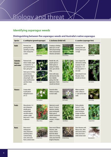 Asparagus weeds - Weeds Australia