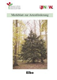 Merkblatt Eibe - BLAG-FGR