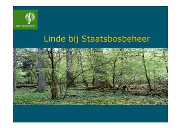Linde bij Staatsbosbeheer - VeldwerkPlaatsen