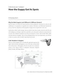 How the Guppy Got Its Spots