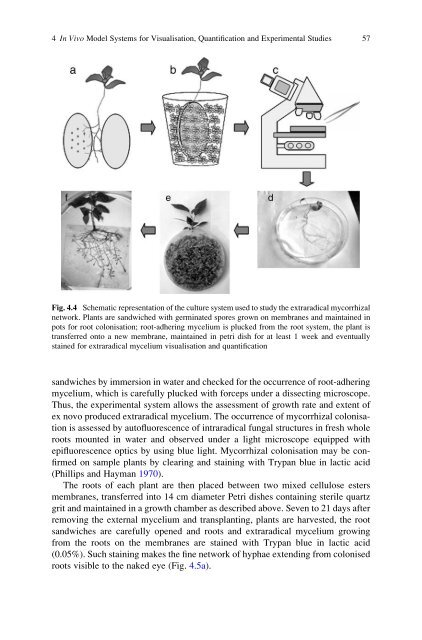 Symbiotic Fungi: Principles and Practice (Soil Biology)