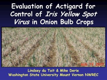 Iris Yellow Spot Virus in onion - WSU Integrated Pest Management ...