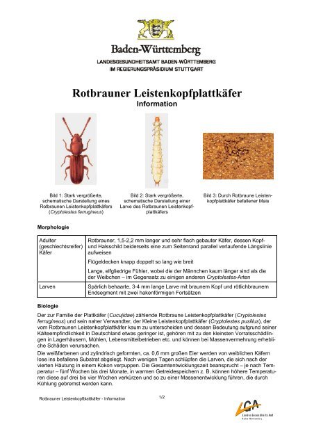 Rotbrauner Leistenkopfplattkäfer