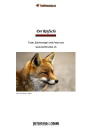 Der Rotfuchs - Tierforscher.ch