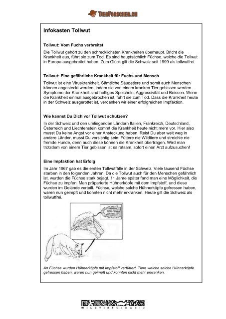 Der Rotfuchs - Tierforscher.ch