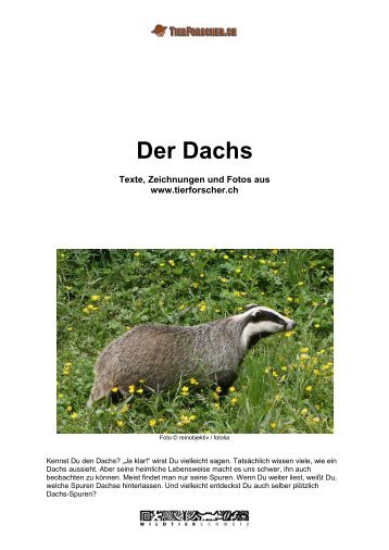 Dachs - Tierforscher.ch