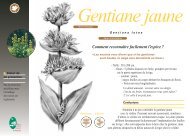 Gentiane jaune - Parc naturel rÃ©gional du Haut Jura