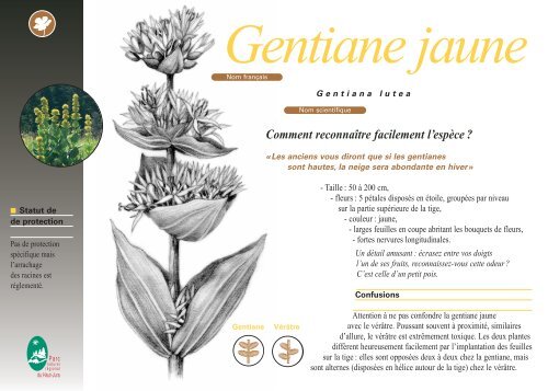 Gentiane jaune - Parc naturel rÃ©gional du Haut Jura