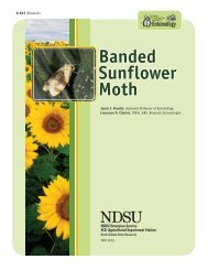 Banded Sunflower Moth - NDSU Agriculture - North Dakota State ...