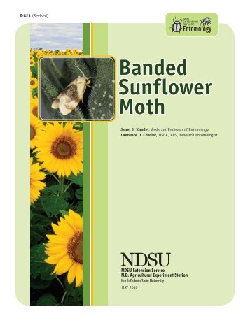 Banded Sunflower Moth - NDSU Agriculture - North Dakota State ...