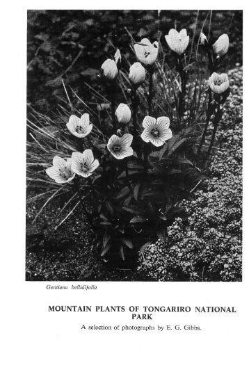 MOUNTAIN PLANTS OF TONGARIRO NATIONAL PARK