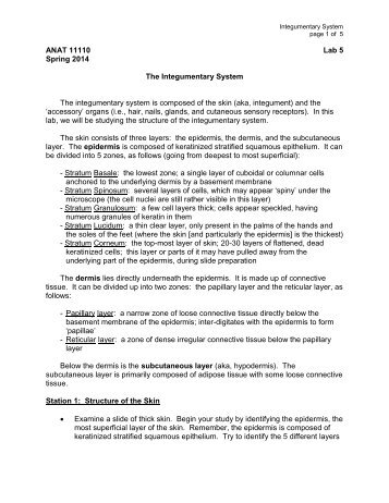 lab 5 the integumentary system lab 5 the integumentary system