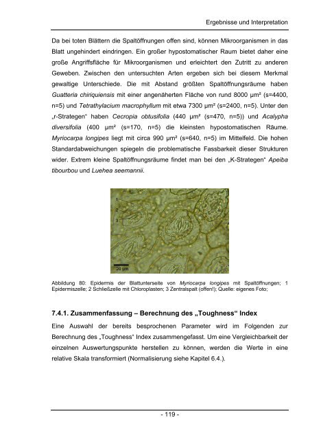 Chemische und Anatomische Untersuchungen zum Laubabbau in