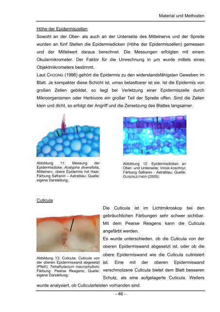 Chemische und Anatomische Untersuchungen zum Laubabbau in