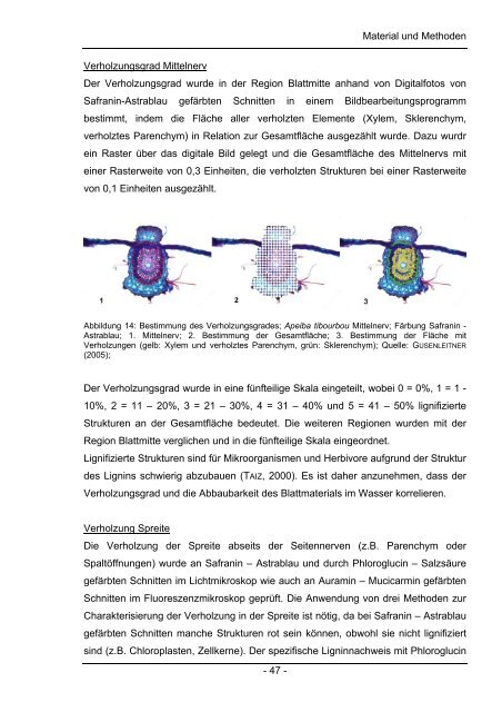 Chemische und Anatomische Untersuchungen zum Laubabbau in