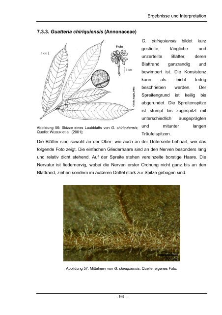 Chemische und Anatomische Untersuchungen zum Laubabbau in