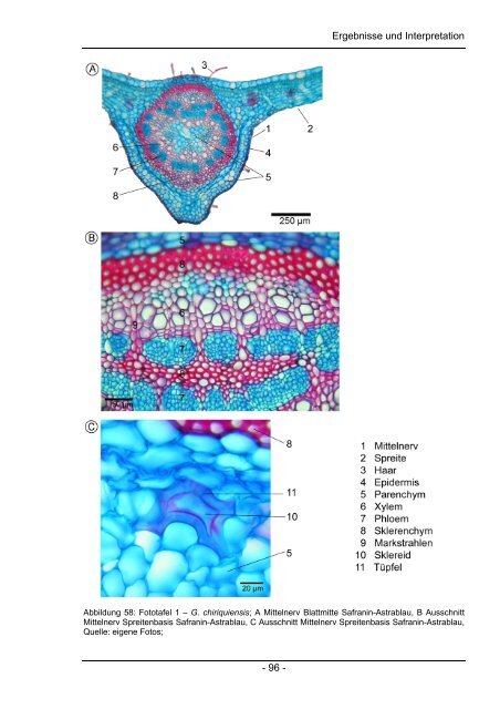 Chemische und Anatomische Untersuchungen zum Laubabbau in