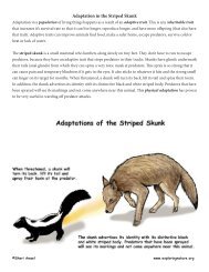 Adaptation in the Striped Skunk