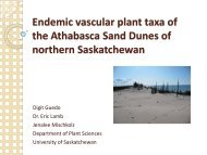 Endemic vascular plant taxa of the Athabasca Sand Dunes of ...