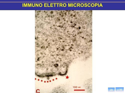 Diagnosi diretta - Sezione di Microbiologia