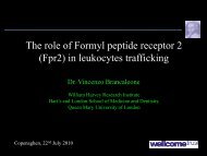 The role of Formyl peptide receptor 2 (Fpr2) in leukocytes trafficking