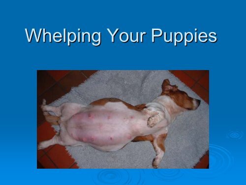 Whelping Your Puppies