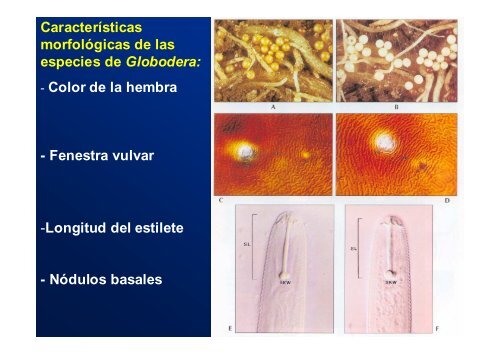 Manejo Integrado de los Nematodos de la Papa