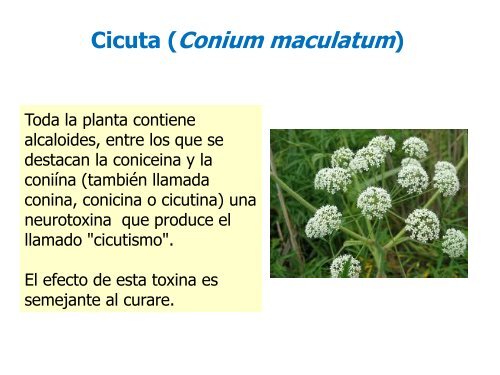 Plantas Venenosas. Abordaje y Tratamiento. Dra. Miryam Gutierrez.