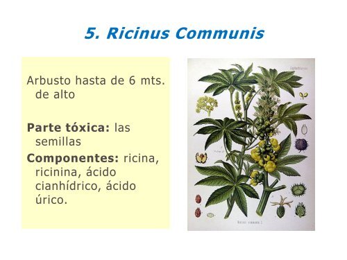 Plantas Venenosas. Abordaje y Tratamiento. Dra. Miryam Gutierrez.