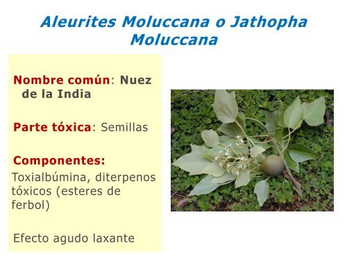 Plantas Venenosas. Abordaje y Tratamiento. Dra. Miryam Gutierrez.