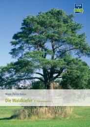 Waldkiefer - Schutzgemeinschaft Deutscher Wald