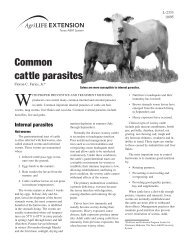 Common cattle parasites - Department of Animal Science - Texas ...