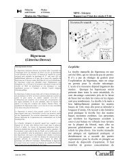 Bigorneau (Littorina littorea) - RÃ©gion des Maritimes du ministÃ¨re de ...