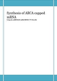 Synthesis of ARCA capped mRNA
