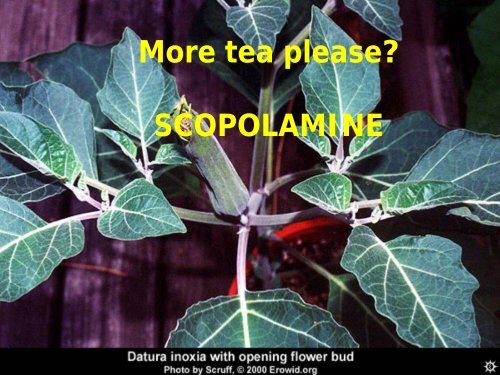Oleander – Suicide?