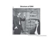 DNA Structure and Replication