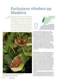 Exclusieve vlinders op Madeira - Vlindernet