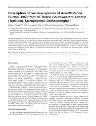 Description of two new species of Acanthotetilla.pdf - Porifera Brasil