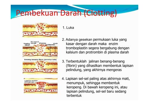 fungsi biologik darah - Blogs Unpad