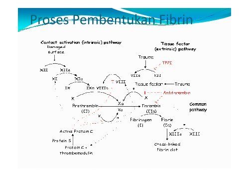 fungsi biologik darah - Blogs Unpad