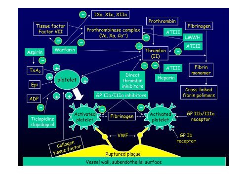 La cardiopatia ischemica - Cuorediverona.it