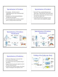 Specialization of Ectoderm Specialization of Ectoderm ...