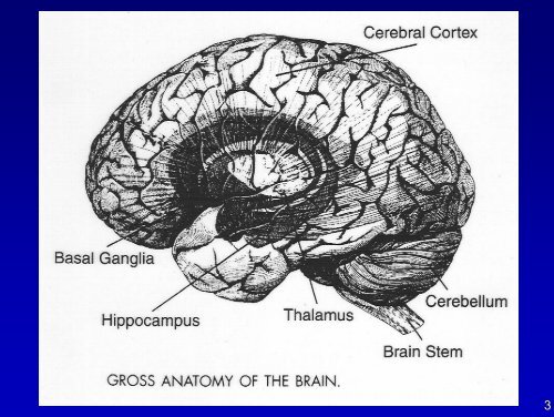 Cervell i Consciència